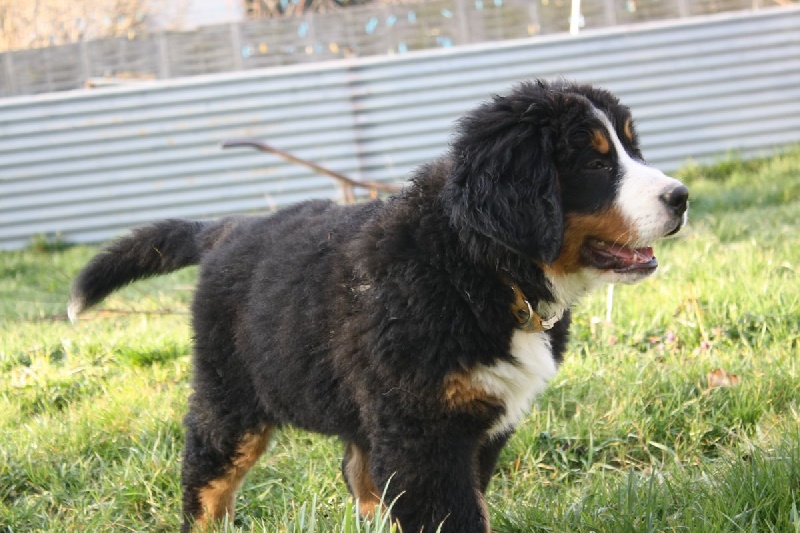 Fridhilde Du Domaine D'Athos