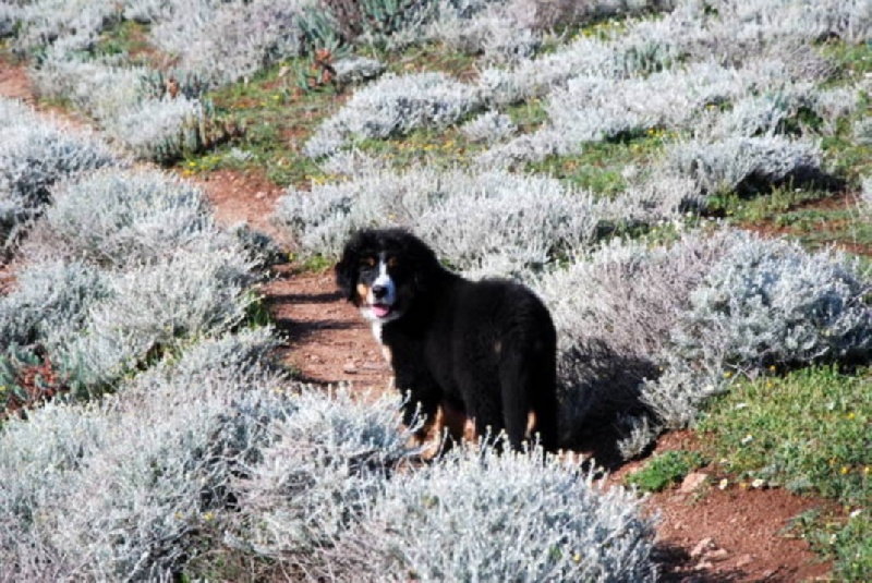 HawaÏ Du Domaine D'Athos