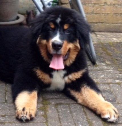 Heart of love dit heliot Du Domaine D'Athos