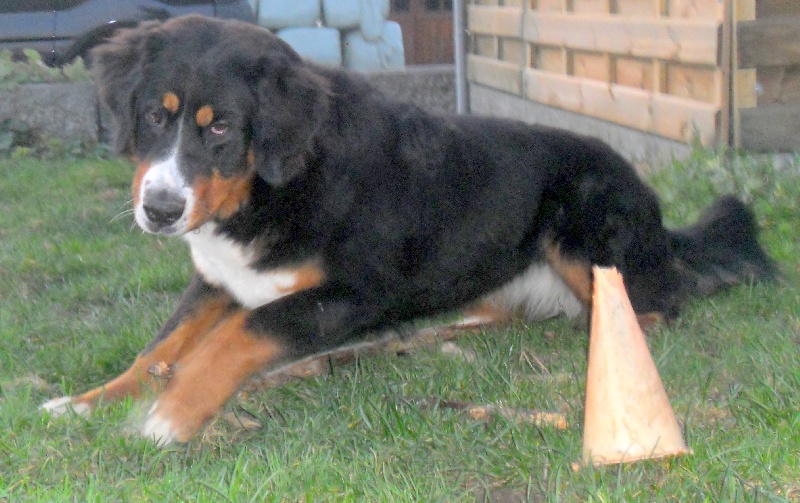 Faïz dite fée Du Domaine D'Athos