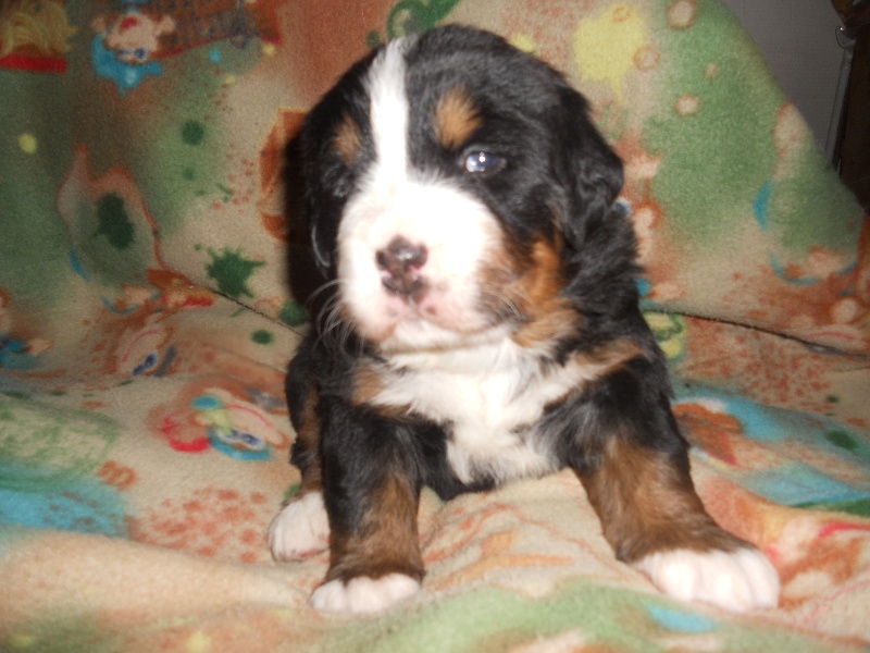 Fridhilde Du Domaine D'Athos