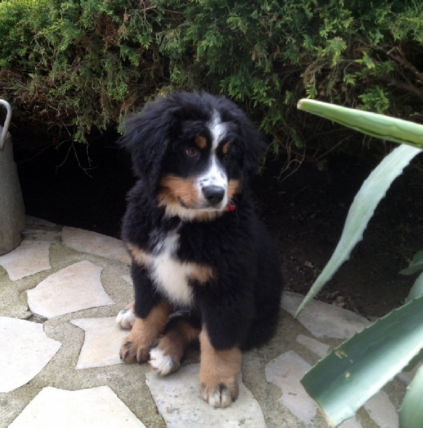 Happy Du Domaine D'Athos