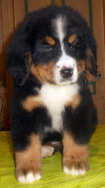 Hailè Du Domaine D'Athos