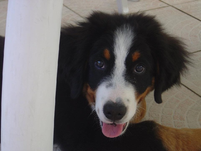 Henjoy Du Domaine D'Athos