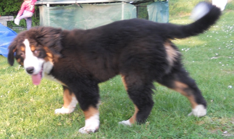 Falco Du Domaine D'Athos