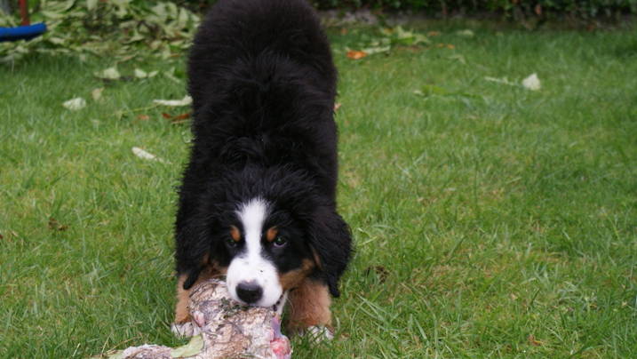 Henjoy Du Domaine D'Athos