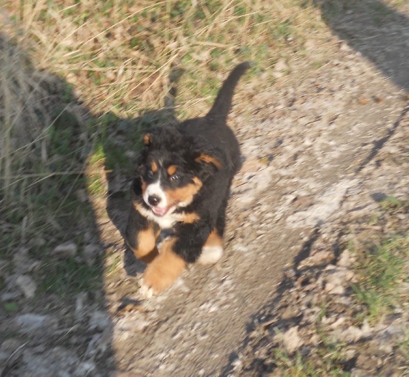 Faïz dite fée Du Domaine D'Athos