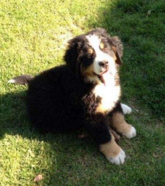 Hermès Du Domaine D'Athos