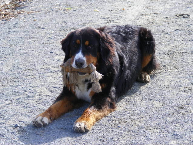 Faïz dite fée Du Domaine D'Athos