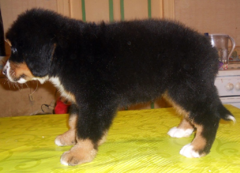 Hailè Du Domaine D'Athos