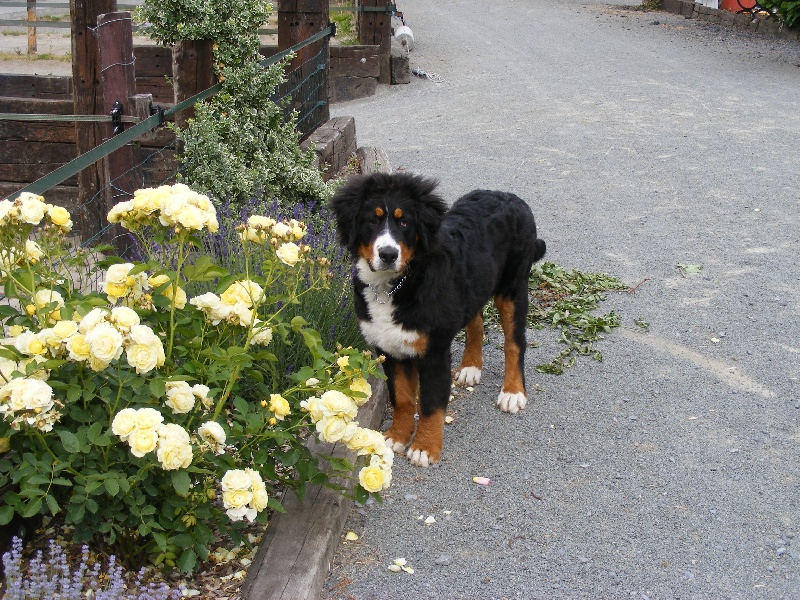 Faïz dite fée Du Domaine D'Athos