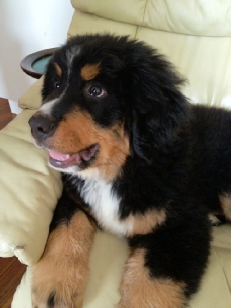 Heart of love dit heliot Du Domaine D'Athos