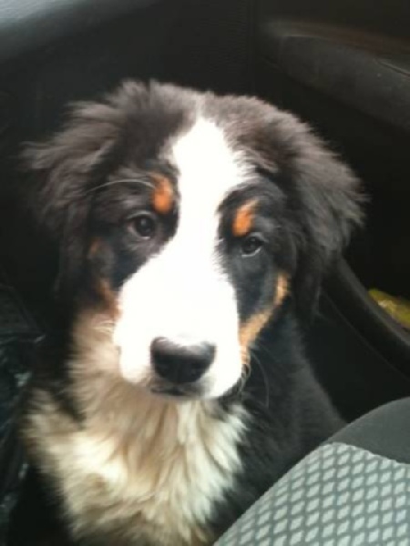 Hyade Du Domaine D'Athos