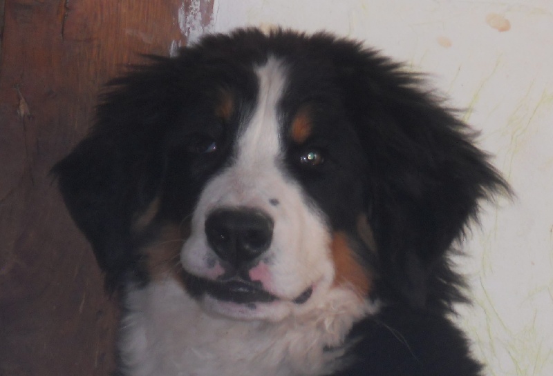 Falco Du Domaine D'Athos