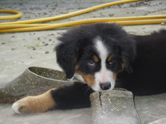 Holly dit hermione Du Domaine D'Athos