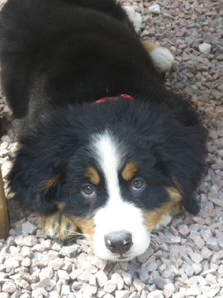 Holly dit hermione Du Domaine D'Athos