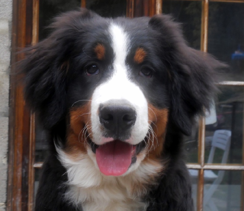 Holly dit hermione Du Domaine D'Athos