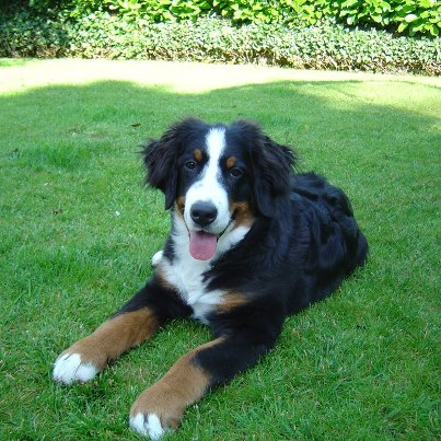 Henjoy Du Domaine D'Athos