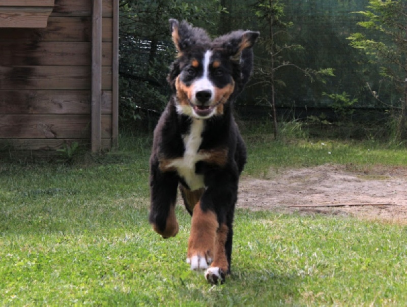 Hyoko Du Domaine D'Athos