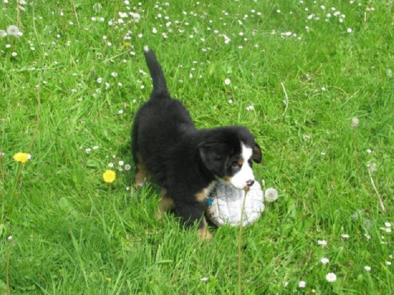 Hator dit henya Du Domaine D'Athos