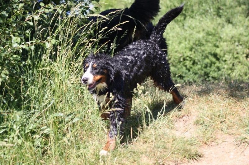 Fridhilde Du Domaine D'Athos