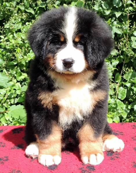 IZZY collier bordeaux