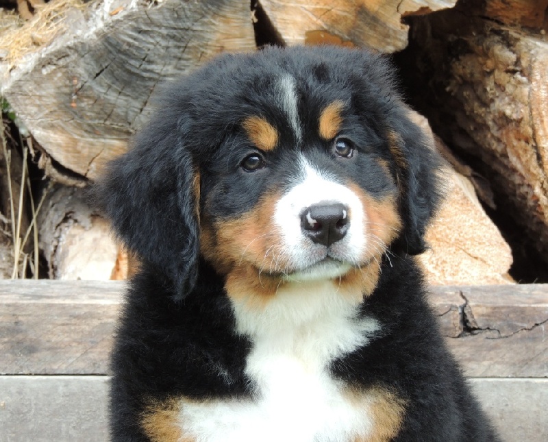 Hollie collier rose à fleur double