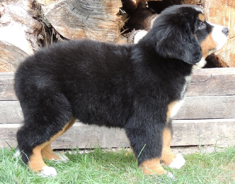 Hermesse collier vert