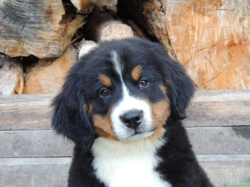 HAYLEE collier rose simple