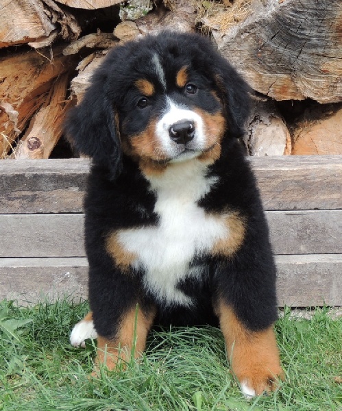 Hollie collier rose à fleur double