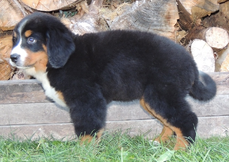 HAYLEE collier rose simple