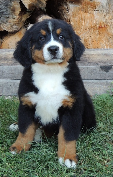 HAYLEE collier rose simple