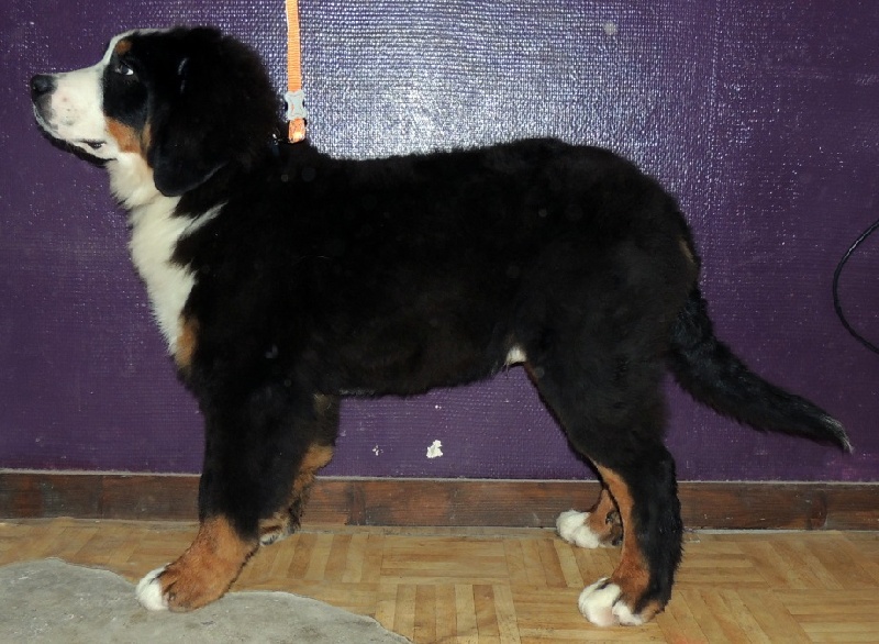 Idéfix collier gris