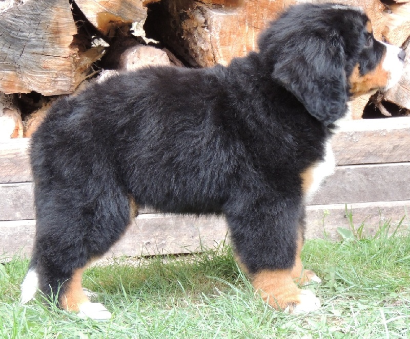 Hercule collier noir