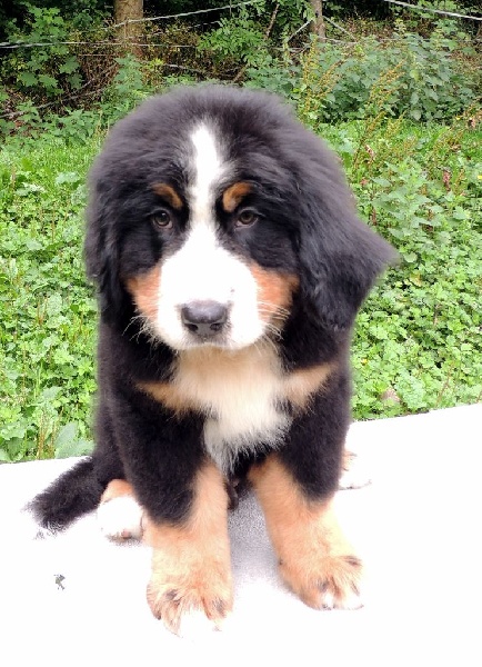 JET LOVE dit Bambou (collier noir )