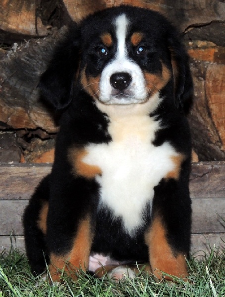 HALYSKA collier bleu