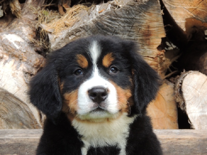 Hermesse collier vert