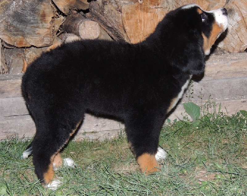 HALYSKA collier bleu