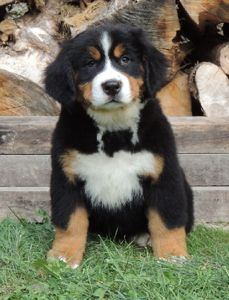 Hermesse collier vert