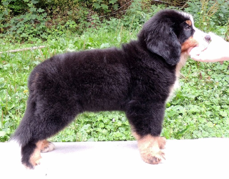 JET LOVE dit Bambou (collier noir )