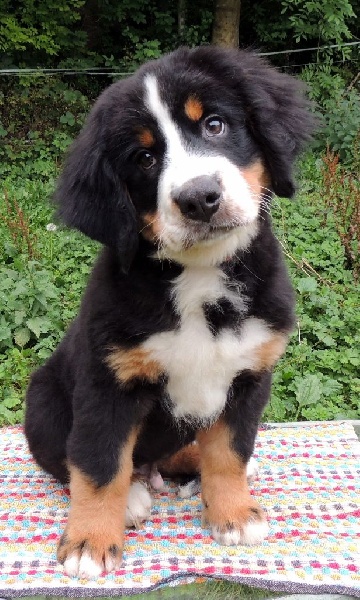 JUMPY (collier bleu)