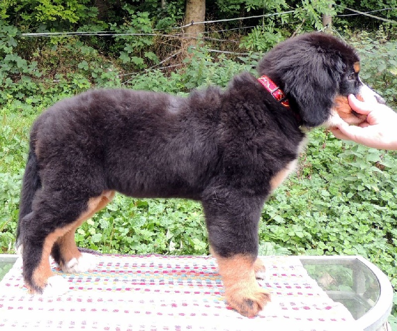 JUMPY (collier bleu)