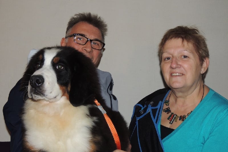 Idéfix collier gris