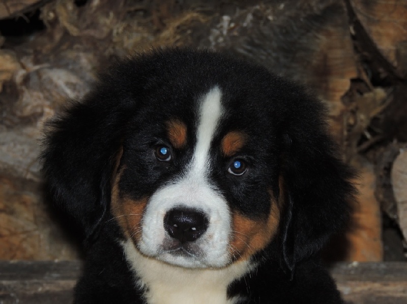 HALYSKA collier bleu