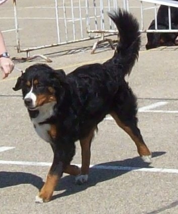 Dixy du domaine du roi richard - 1er trés prometteur