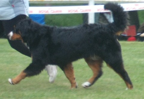 Dixy du domaine du roi richard - 1er exellent,meilleur jeune,meilleur de race
