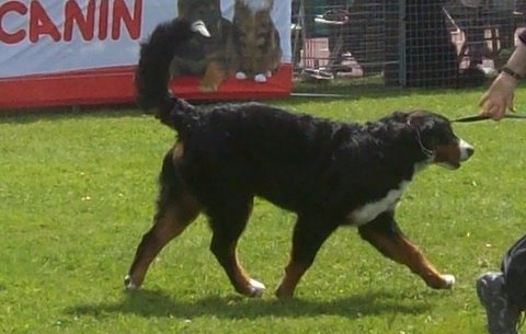 Dixy du domaine du roi richard - prometteur