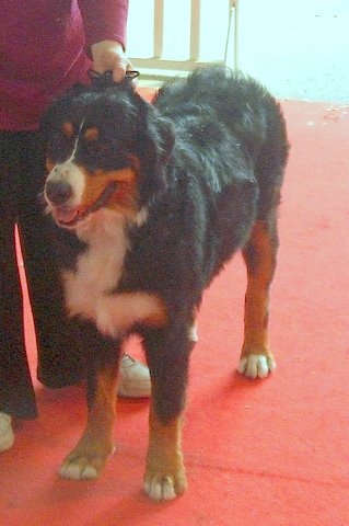 Dixy du domaine du roi richard - bon