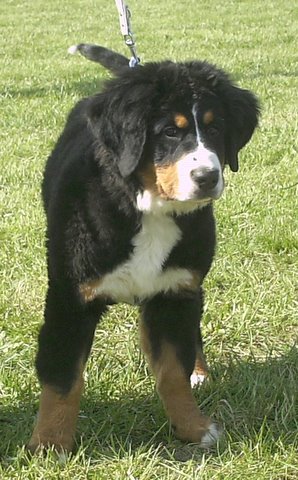 Dixy du domaine du roi richard - prometteur