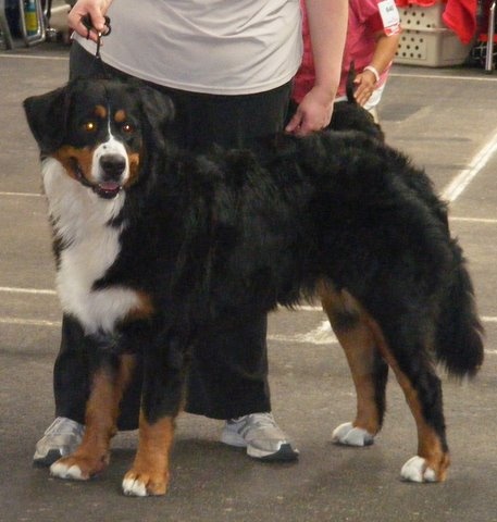 Dixy du domaine du roi richard - 1er exellent